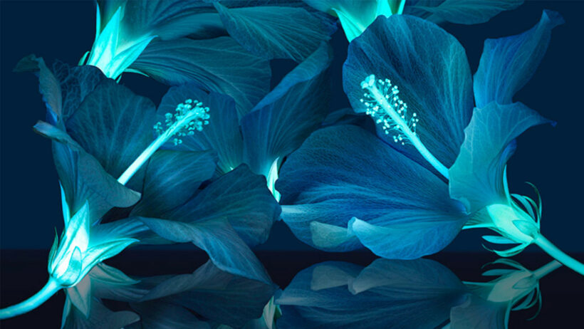 Fleurs d’ibiscus bleues luminescentes