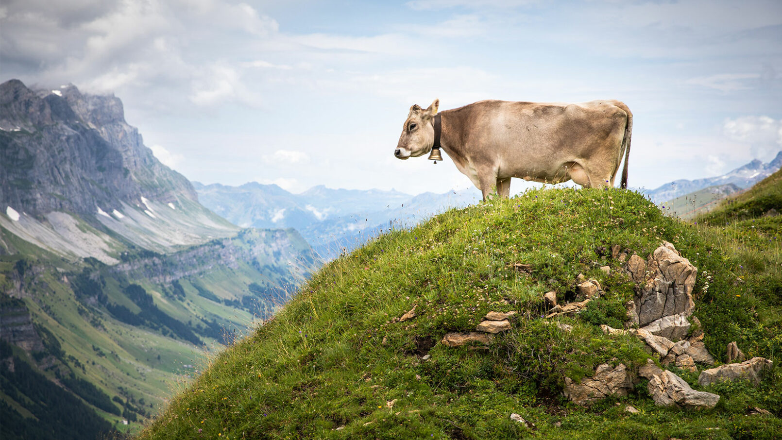 Vache beige sur herbe en hauteur avec montagnes en fond
