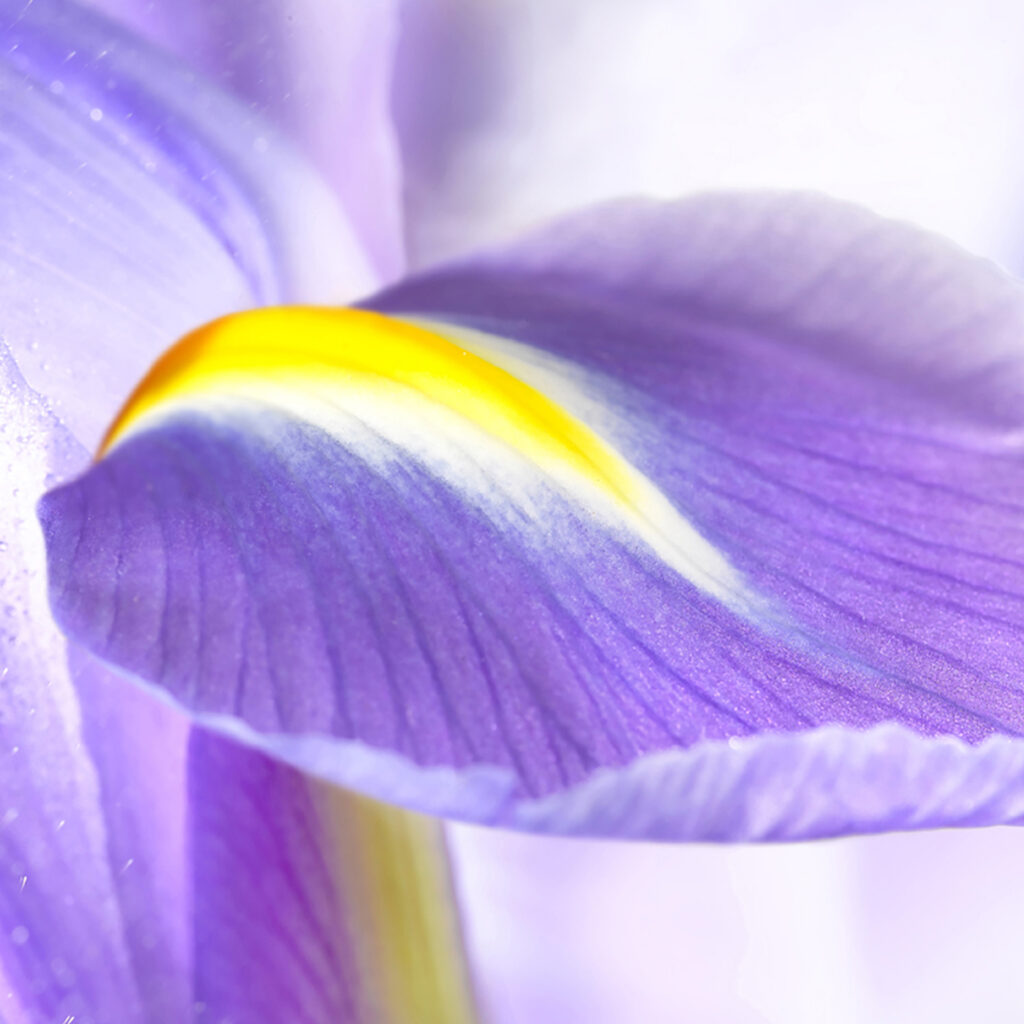 Gros plan sur un pétale d’iris violet et jaune