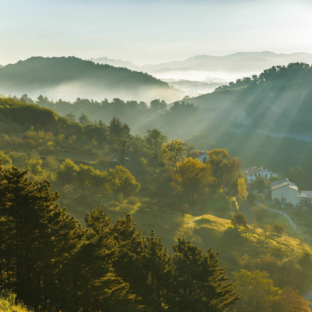 Vue d’une forêt brumeuse en début de journée